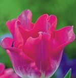 tulipa-tulipan-ekskluzywny-liberstar-30-sztpromocja!!!-bulwy-cebule-klacza-nasiona.jpg