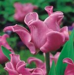 tulipa-tulipan-ekskluzywny-picture-30-sztpromocja!!!-bulwy-cebule-klacza-nasiona.jpg