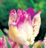 tulipa-tulipan-ekskluzywny-weber-parrot-30-sztpromocja!!!-bulwy-cebule-klacza-nasiona.jpg