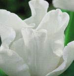tulipa-tulipan-ekskluzywny-white-liberstar-30-sztpromocja!!!-bulwy-cebule-klacza-nasiona.jpg