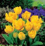 tulipa-tulipan-ekskluzywny-yellow-baby-30-sztpromocja!!!-bulwy-cebule-klacza-nasiona.jpg