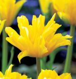 tulipa-tulipan-ekskluzywny-yellow-spider-30-sztpromocja!!!-bulwy-cebule-klacza-nasiona.jpg