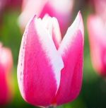 tulipa-tulipan-gigantyczny-chacha-30-sztpromocja!!!-bulwy-cebule-klacza-nasiona.jpg