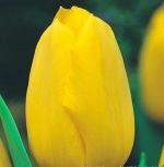 tulipa-tulipan-gigantyczny-conqueror-30-sztpromocja!!!-bulwy-cebule-klacza-nasiona.jpg