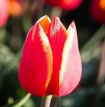 tulipa-tulipan-gigantyczny-luba-30-sztpromocja!!!-bulwy-cebule-klacza-nasiona.jpg