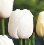 tulipa-tulipan-gigantyczny-maureen-30-sztpromocja!!!-bulwy-cebule-klacza-nasiona.jpg