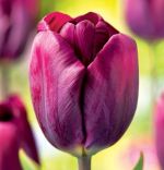 tulipa-tulipan-gigantyczny-purple-lady-30-sztpromocja!!!-bulwy-cebule-klacza-nasiona.jpg