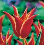 tulipa-tulipan-lilioksztaltny-aladdin-50-sztpromocja!!!-bulwy-cebule-klacza-nasiona.jpg