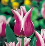 tulipa-tulipan-lilioksztaltny-ballade-50-sztpromocja!!!-bulwy-cebule-klacza-nasiona.jpg