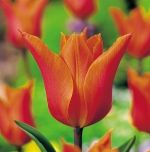 tulipa-tulipan-lilioksztaltny-ballerina-50-sztpromocja!!!-bulwy-cebule-klacza-nasiona.jpg