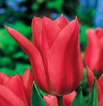 tulipa-tulipan-lilioksztaltny-mariette-50-sztpromocja!!!-bulwy-cebule-klacza-nasiona.jpg