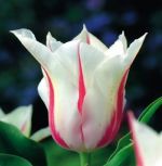 tulipa-tulipan-lilioksztaltny-marilyn-50-sztpromocja!!!-bulwy-cebule-klacza-nasiona.jpg
