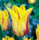 tulipa-tulipan-lilioksztaltny-mona-lisa-50-sztpromocja!!!-bulwy-cebule-klacza-nasiona.jpg