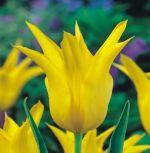 tulipa-tulipan-lilioksztaltny-west-point-50-sztpromocja!!!-bulwy-cebule-klacza-nasiona.jpg