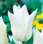 tulipa-tulipan-lilioksztaltny-white-wings-50-sztpromocja!!!-bulwy-cebule-klacza-nasiona.jpg