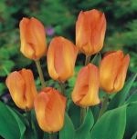 tulipa-tulipan-niski-fostera-orange-emperor-50-sztpromocja!!!-bulwy-cebule-klacza-nasiona.jpg