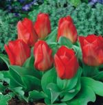tulipa-tulipan-niski-fostera-princeps-50-sztpromocja!!!-bulwy-cebule-klacza-nasiona.jpg