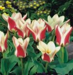 tulipa-tulipan-niski-fostera-zombie-50-sztpromocja!!!-bulwy-cebule-klacza-nasiona.jpg