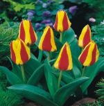 tulipa-tulipan-niski-greiga-first-love-50-sztpromocja!!!-bulwy-cebule-klacza-nasiona.jpg