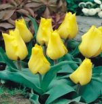 tulipa-tulipan-niski-greiga-gold-west-50-sztpromocja!!!-bulwy-cebule-klacza-nasiona.jpg