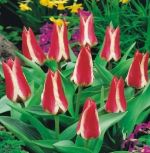 tulipa-tulipan-niski-greiga-pinocchio-50-sztpromocja!!!-bulwy-cebule-klacza-nasiona.jpg