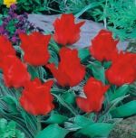 tulipa-tulipan-niski-greiga-red-riding-hood-50-sztpromocja!!!-bulwy-cebule-klacza-nasiona.jpg