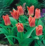 tulipa-tulipan-niski-kaufmanna-fashion-50-sztpromocja!!!-bulwy-cebule-klacza-nasiona.jpg