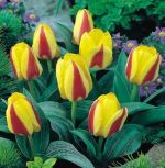 tulipa-tulipan-niski-kaufmanna-gluck-50-sztpromocja!!!-bulwy-cebule-klacza-nasiona.jpg
