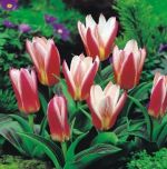 tulipa-tulipan-niski-kaufmanna-heart-s-delight-50-sztpromocja!!!-bulwy-cebule-klacza-nasiona.jpg