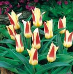 tulipa-tulipan-niski-kaufmanna-johann-straus-50-sztpromocja!!!-bulwy-cebule-klacza-nasiona.jpg