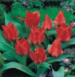 tulipa-tulipan-niski-sombrero-50-sztpromocja!!!-bulwy-cebule-klacza-nasiona.jpg