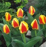 tulipa-tulipan-niski-stresa-50-sztpromocja!!!-bulwy-cebule-klacza-nasiona.jpg
