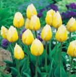 tulipa-tulipan-niski-sweet-heart-50-sztpromocja!!!-bulwy-cebule-klacza-nasiona.jpg