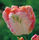 tulipa-tulipan-papuzi-apricot-parrot-50-sztpromocja!!!-bulwy-cebule-klacza-nasiona.jpg