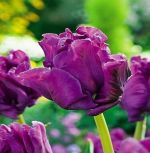 tulipa-tulipan-papuzi-blue-parrot-50-sztpromocja!!!-bulwy-cebule-klacza-nasiona.jpg