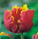 tulipa-tulipan-papuzi-bright-parrot-50-sztpromocja!!!-bulwy-cebule-klacza-nasiona.jpg