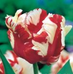 tulipa-tulipan-papuzi-estella-rijveld-50-sztpromocja!!!-bulwy-cebule-klacza-nasiona.jpg