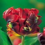 tulipa-tulipan-papuzi-rococo-50-sztpromocja!!!-bulwy-cebule-klacza-nasiona.jpg