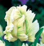 tulipa-tulipan-papuzi-super-parrot-50-sztpromocja!!!-bulwy-cebule-klacza-nasiona.jpg