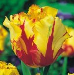 tulipa-tulipan-papuzi-texas-flame-50-sztpromocja!!!-bulwy-cebule-klacza-nasiona.jpg