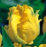 tulipa-tulipan-papuzi-texas-gold-50-sztpromocja!!!-bulwy-cebule-klacza-nasiona.jpg