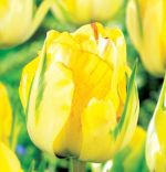 tulipa-tulipan-pelny-akebono-30-sztpromocja!!!-bulwy-cebule-klacza-nasiona.jpg