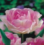 tulipa-tulipan-pelny-angelique-50-sztpromocja!!!-bulwy-cebule-klacza-nasiona.jpg