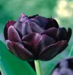 tulipa-tulipan-pelny-black-hero-50-sztpromocja!!!-bulwy-cebule-klacza-nasiona.jpg