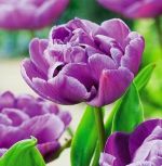 tulipa-tulipan-pelny-blue-diamond-50-sztpromocja!!!-bulwy-cebule-klacza-nasiona.jpg