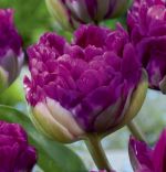 tulipa-tulipan-pelny-blue-wow-30-sztpromocja!!!-bulwy-cebule-klacza-nasiona.jpg