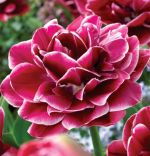 tulipa-tulipan-pelny-dream-touch-30-sztpromocja!!!-bulwy-cebule-klacza-nasiona.jpg