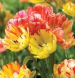 tulipa-tulipan-pelny-fruitcocktail-30-sztpromocja!!!-bulwy-cebule-klacza-nasiona.jpg