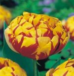 tulipa-tulipan-pelny-golden-nizza-50-sztpromocja!!!-bulwy-cebule-klacza-nasiona.jpg