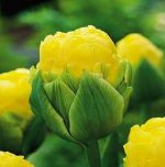 tulipa-tulipan-pelny-lodowy-double-beauty-of-apeldorn-30-sztpromocja!!!-bulwy-cebule-klacza-nasiona.jpg